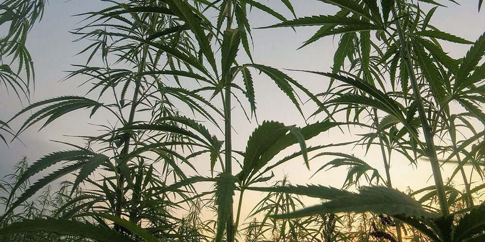 Hemp Field