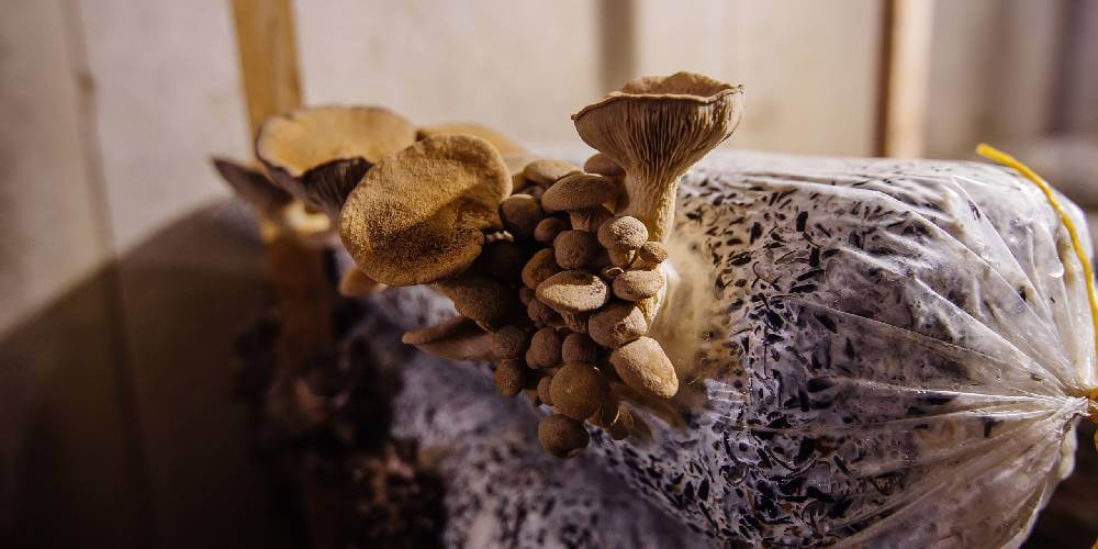 5 Proven Mushroom Substrate Recipes for Achieving High Yields