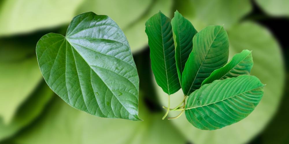 What's The Difference Between Kava and Kratom?